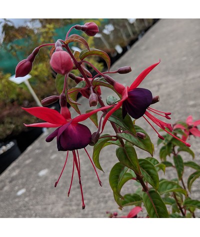 Fuchsia Lady Boothby (2lt)