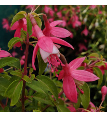 Fuchsia Lady Thumb (5lt)
