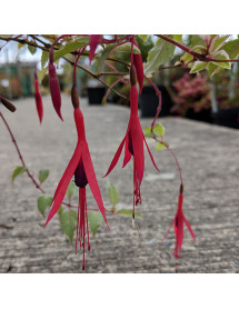 Fuchsia magellanica var. gracilis Versicolor (1lt)