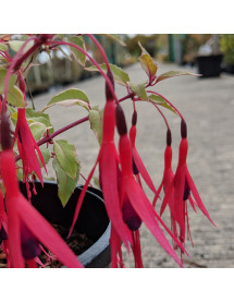 Fuchsia magellanica var. gracilis Versicolor (1lt)
