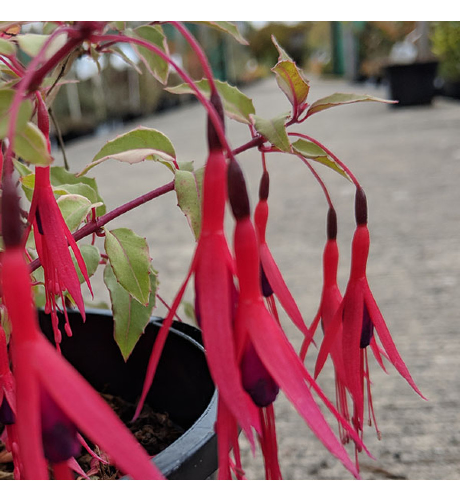 Fuchsia magellanica var. gracilis Versicolor (1lt)