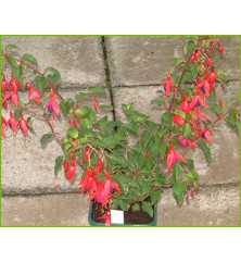 Fuchsia Mrs Popple (5lt)