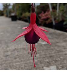 Fuchsia Mrs Popple (5lt)