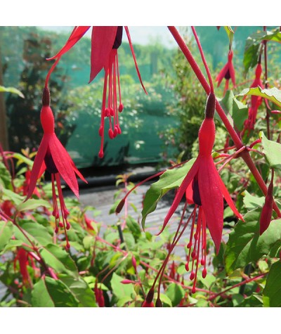 Fuchsia Riccartonii (3lt)