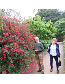 Fuchsia Riccartonii (7.5lt)