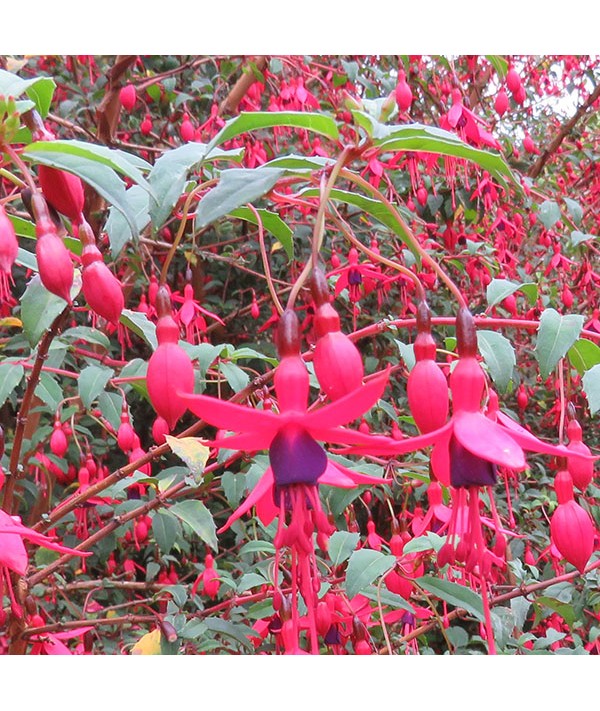 Fuchsia Riccartonii (3lt)