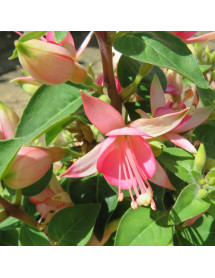 Fuchsia Walz Jubelteen (3lt)