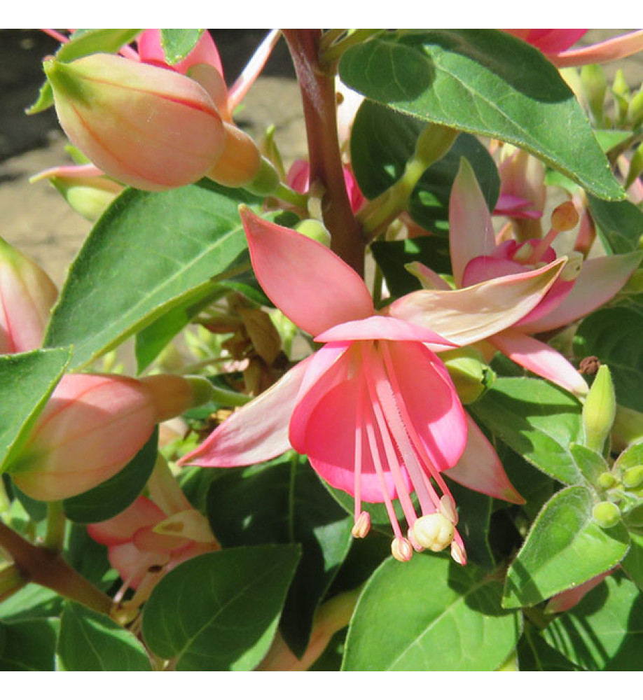 Fuchsia Walz Jubelteen (3lt)