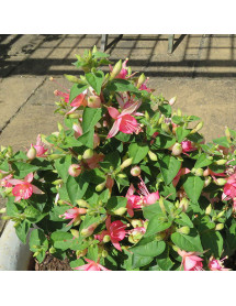 Fuchsia Walz Jubelteen (1.5lt)