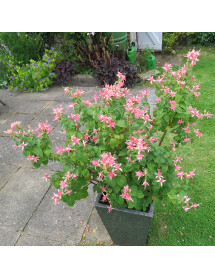 Fuchsia Walz Jubelteen (3lt)