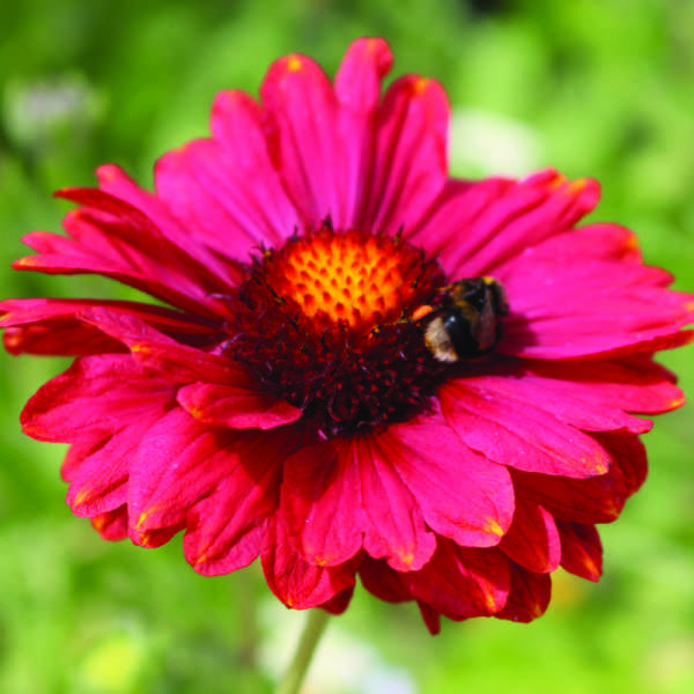 Drought-tolerant Plants