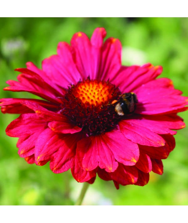 Gaillardia x grandiflora Burgundy (1lt)