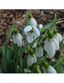 Galanthus elwesii Mount Everest (9cm)