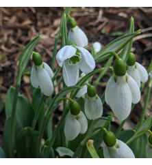 Galanthus elwesii Mount Everest (9cm)