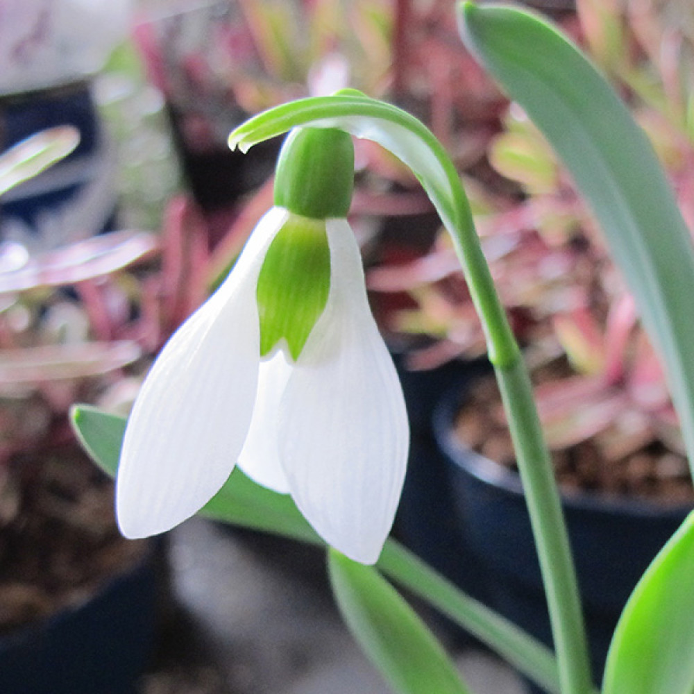 Galanthus elwesii (9cm)