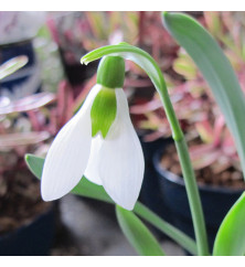 Galanthus elwesii Mount Everest (9cm)