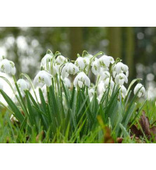 Galanthus nivalis pleniflorus Flore Pleno (1 bulb)