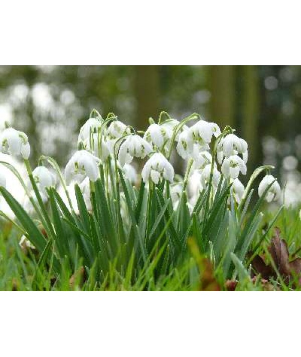 Galanthus nivalis pleniflorus Flore Pleno (1lt) Galanthus nivalis pleniflorus Flore Pleno (1lt)