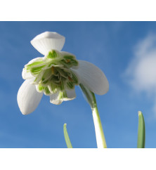 Galanthus nivalis pleniflorus Flore Pleno (1 bulb)