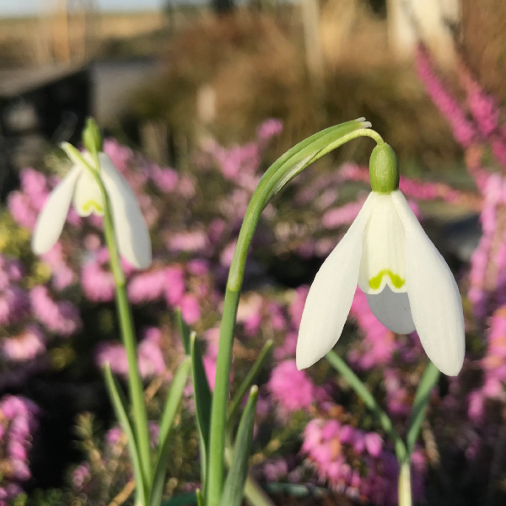 February - What to do in the Garden