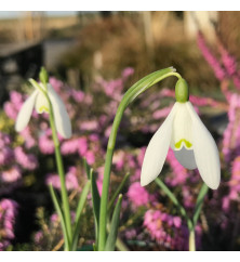 Galanthus nivalis (In the Green Bag) Galanthus nivalis (In the Green Bag)