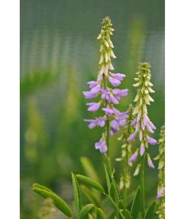 Galega officinalis (1lt)