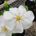 Gardenia jasminoides Kleim's Hardy (2lt)