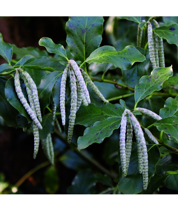 Garrya elliptica James Roof (10lt)