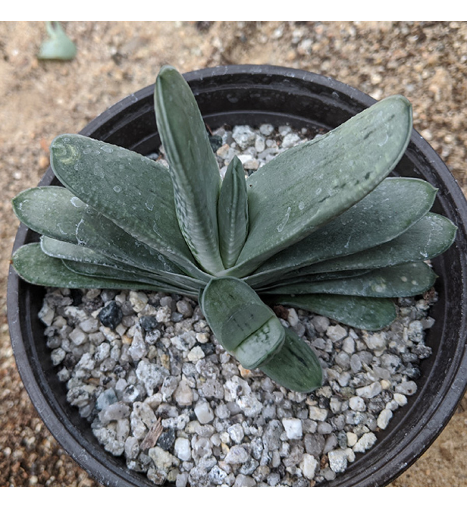Gasteria Pale Face (0.8lt)