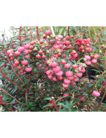 Gaultheria mucronata Bell's Seedling (f/m) (3lt) Gaultheria mucronata Bell's Seedling (f/m) (3lt)