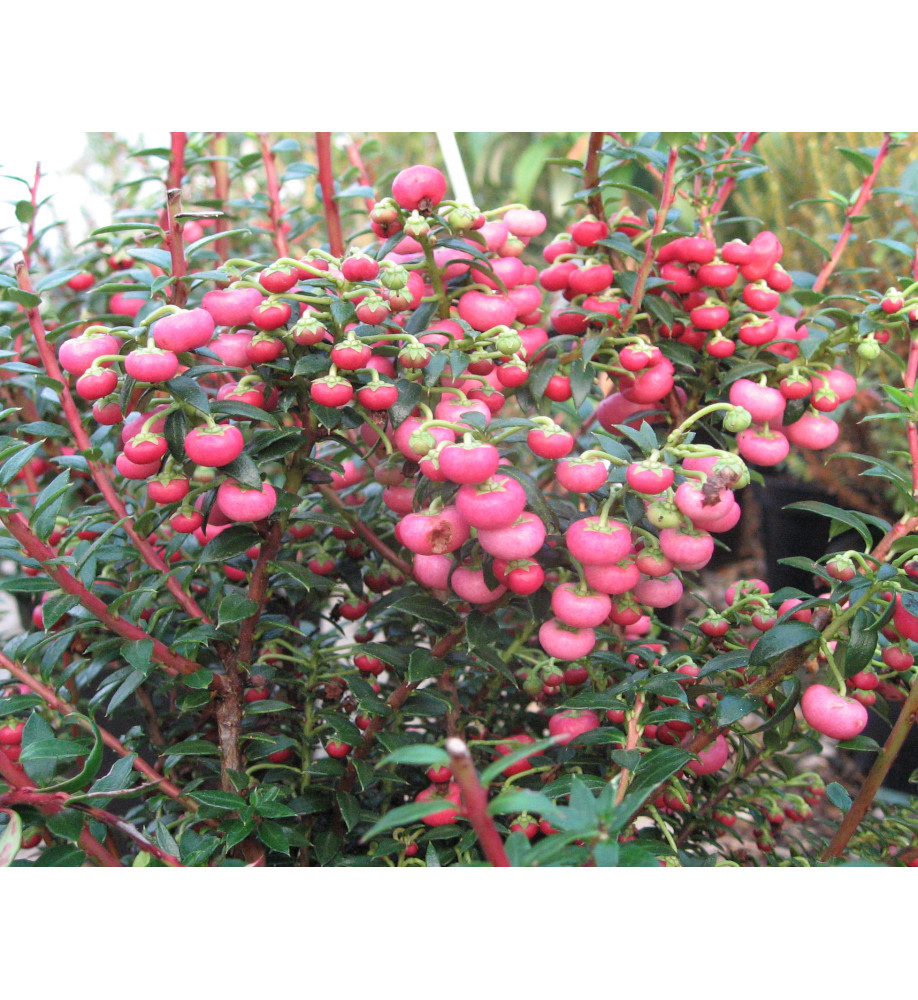 Gaultheria mucronata Bell's Seedling (f/m) (3lt)