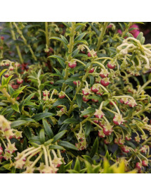 Gaultheria mucronata Mascula (m)