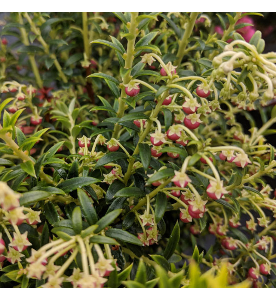 Gaultheria mucronata Mascula (m)