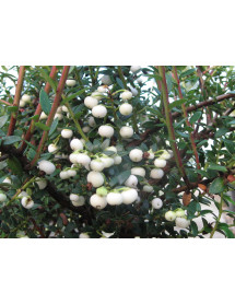 Gaultheria mucronata Snow White (Sneeuwwitje) (f) (3lt)