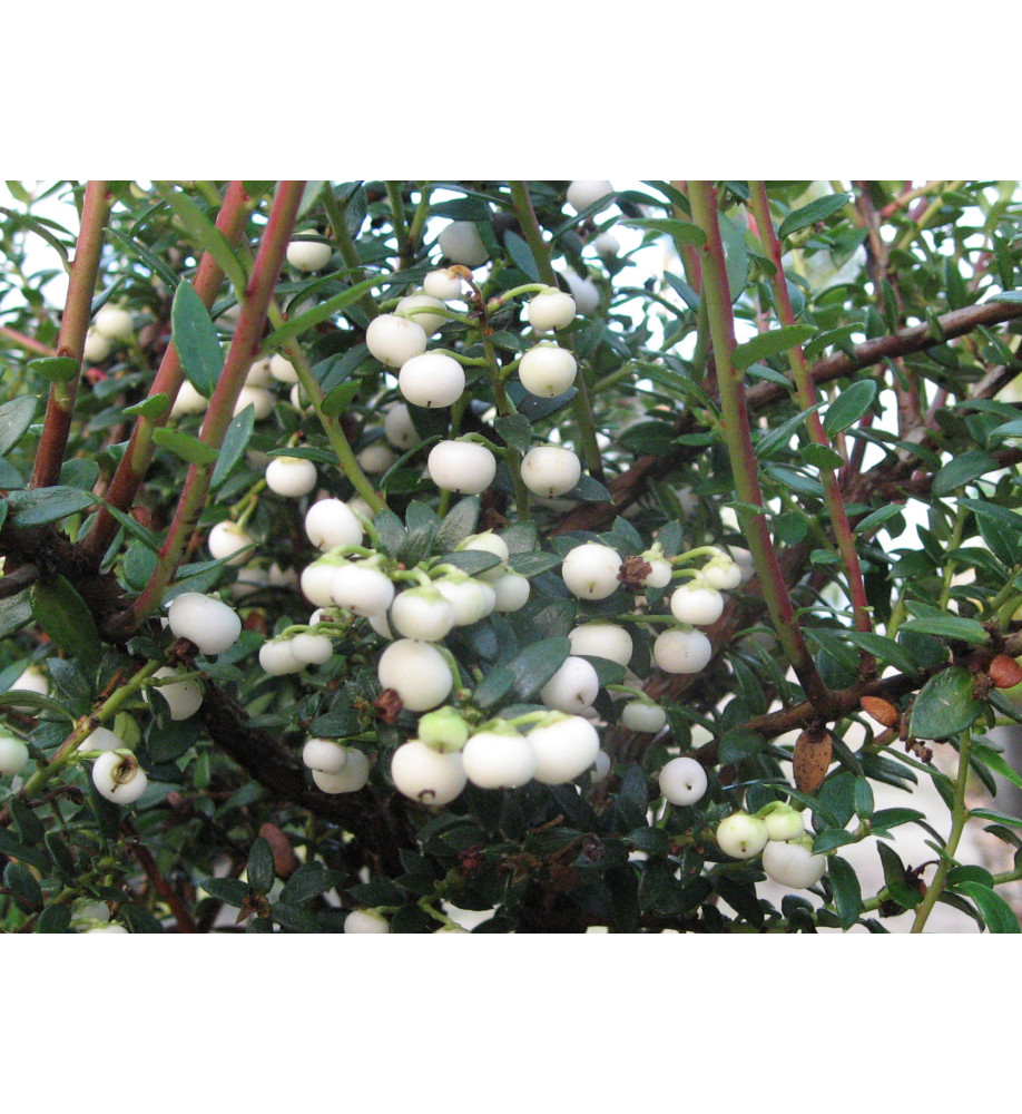 Gaultheria mucronata Snow White (Sneeuwwitje) (f) (3lt)