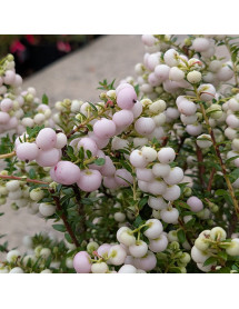 Gaultheria mucronata Pink Pearl (f) (3lt)
