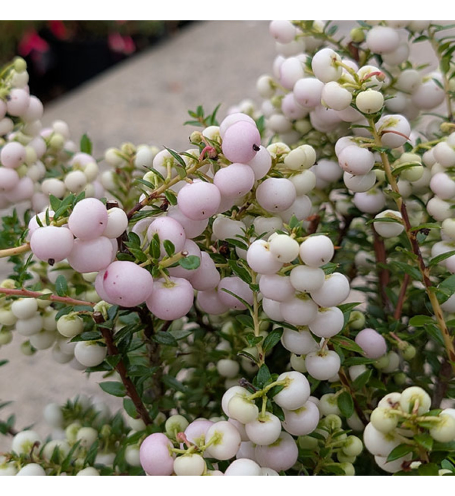 Gaultheria mucronata Pink Pearl (f) (3lt)