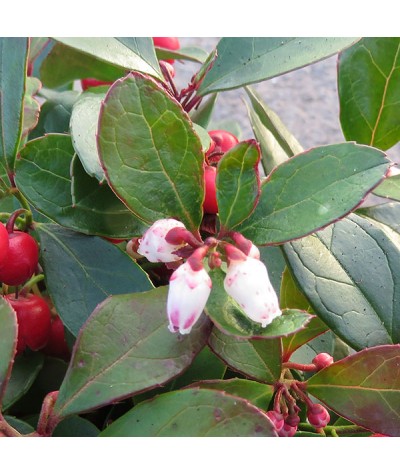 Gaultheria procumbens Big Berry (1.5lt)