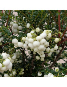 Gaultheria mucronata Snow White (Sneeuwwitje) (f) (3lt)