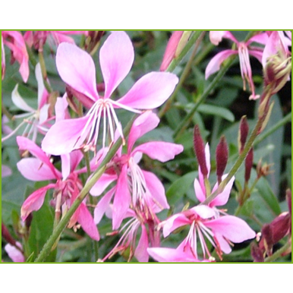 Gaura lindheimeri Siskiyou Pink (Oenothera) (1lt)
