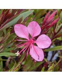 Gaura lindheimeri Flamingo Pink (Oenothera) (1lt)