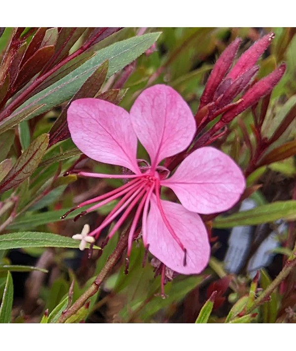 Gaura lindheimeri Flamingo Pink (Oenothera) (1lt)