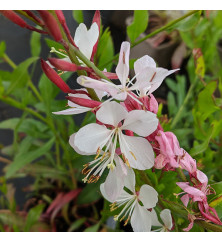 Gaura lindheimeri Flamingo White (Oenothera) (1lt)
