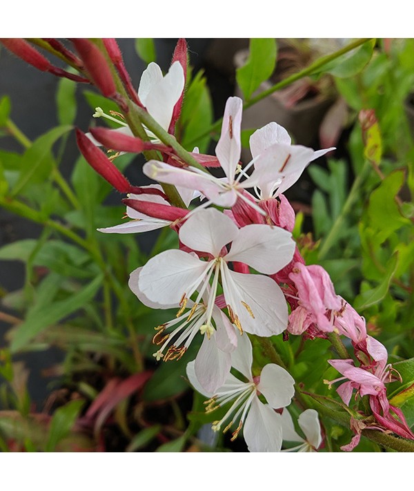 Gaura lindheimeri Papillon (Oenothera) (1lt)