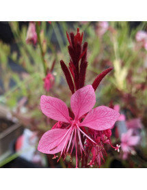 Gaura lindheimeri Gaudi Rose (Oenothera) (1lt)