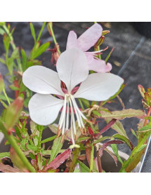 Gaura lindheimeri Gaudi White (Oenothera) (1lt)
