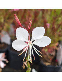 Gaura lindheimeri Gaudi White (Oenothera) (1lt)