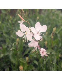 Gaura lindheimeri Karalee White (Oenothera) (1lt)