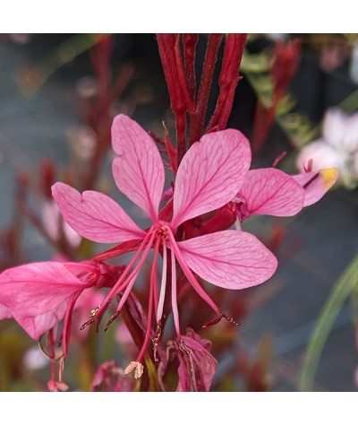 Gaura lindheimeri lillipop Pink (Oenothera) (1lt)