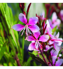 Gaura lindheimeri Cherry Brandy (Oenothera) (0.8lt) Gaura lindheimeri Cherry Brandy (Oenothera) (0.8lt)